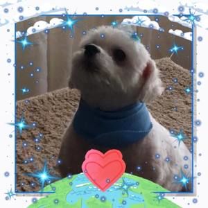 Meet your Posher, Robin